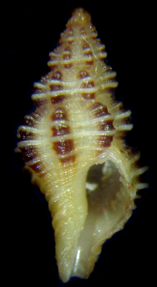 Fusinus dimassai